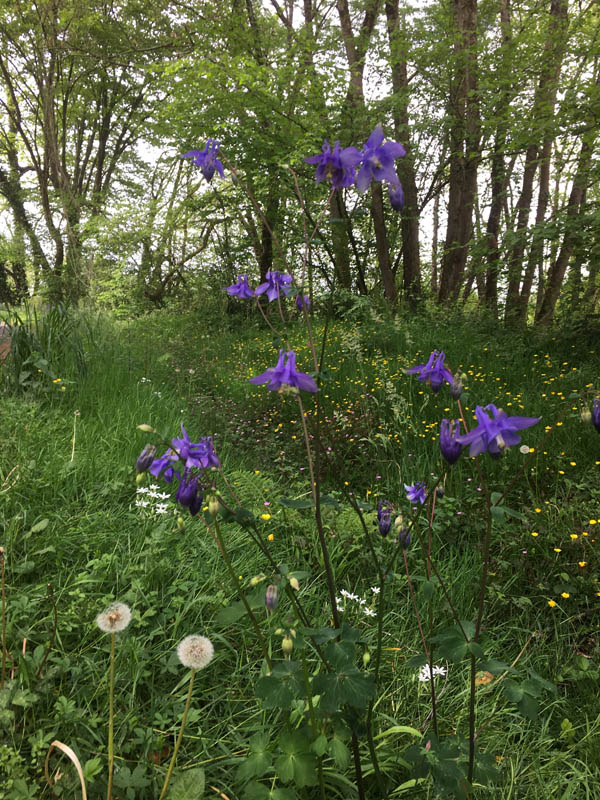 Aquilegia vulgaris